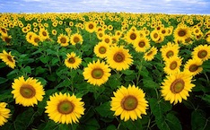 Solros